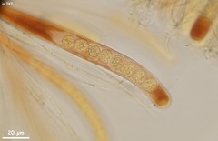 Pulvinula laeterubra