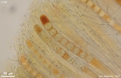 Pulvinula laeterubra