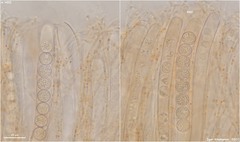 Pulvinula laeterubra