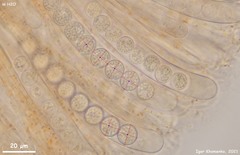 Pulvinula laeterubra