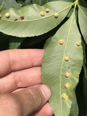 Caryomyia hirtidolium