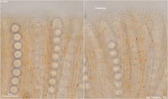 Pulvinula laeterubra