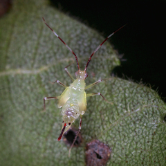 Hyaliodes