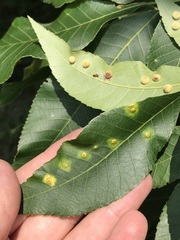 Caryomyia hirtidolium