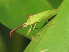 Plinachtus imitator