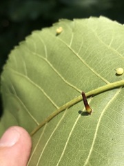 Caryomyia subulata