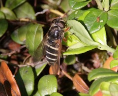Sericomyia nigra
