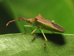 Plinachtus imitator