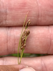 Rhynchospora torreyana