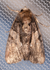 Chytonix palliatricula