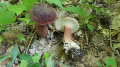 Tylopilus badiceps