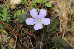 Ruellia ciliosa