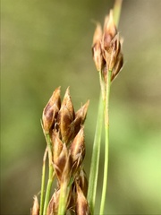 Rhynchospora torreyana