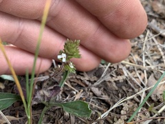 Euphrasia hudsoniana