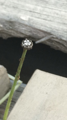 Eriocaulon aquaticum