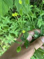Ranunculus pensylvanicus