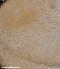 Pulvinula laeterubra