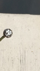 Eriocaulon aquaticum