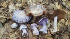 Cortinarius lilacinus