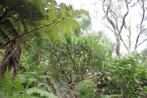 Clermontia persicifolia observed 2021-07-03