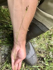 Rhynchospora torreyana