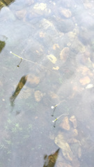 Eriocaulon aquaticum