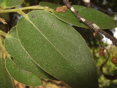 Diospyros hillebrandii