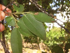 Diospyros hillebrandii