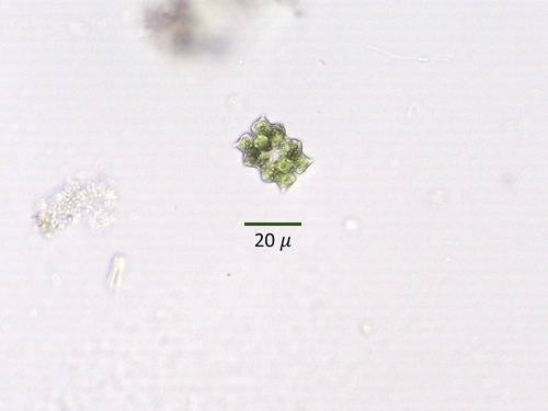 Euastrum abruptum