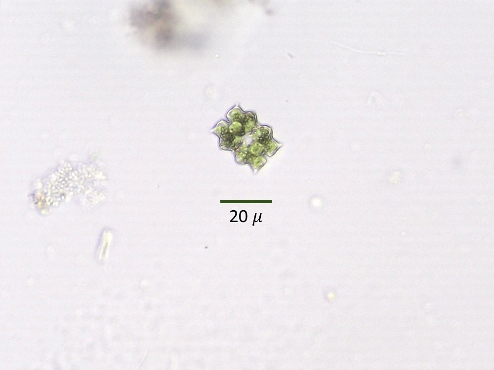 Euastrum abruptum