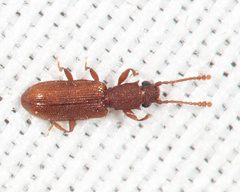 Silvanus muticus