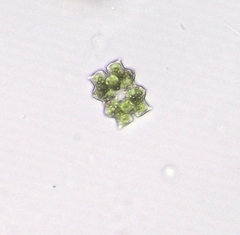 Euastrum abruptum