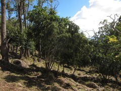 Diospyros hillebrandii