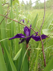 Iris laevigata