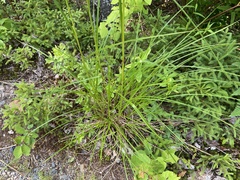 Scirpus atrocinctus