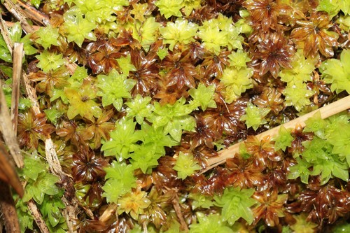 Rhodobryum giganteum observed 2021-07-03