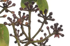 Polyscias gymnocarpa