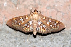 Prenesta fenestrinalis