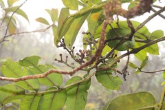 Polyscias gymnocarpa