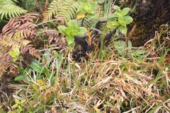 Plantago pachyphylla