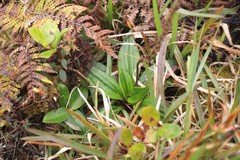 Plantago pachyphylla