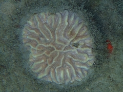 Pseudodiploria