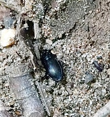 Poecilus lucublandus