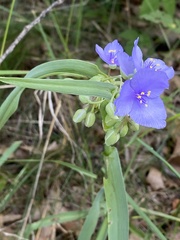 Tradescantia bracteata