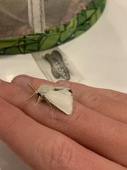 Euproctis chrysorrhoea