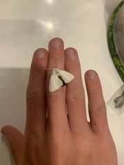 Euproctis chrysorrhoea