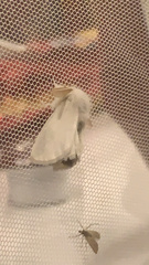 Euproctis chrysorrhoea