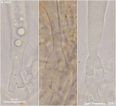 Pulvinula laeterubra