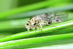 Amphigerontia petiolata