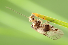 Amphigerontia petiolata